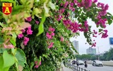 Hoa giấy bung nở khoe sắc ở Hà Nội ảnh 1